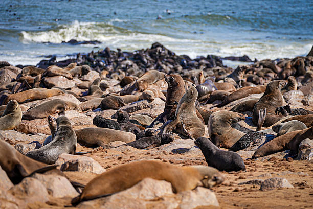 istock Massive Cape Fur Seal Colony at Cape Cross Seal Reserve, Namibia. 2225071916