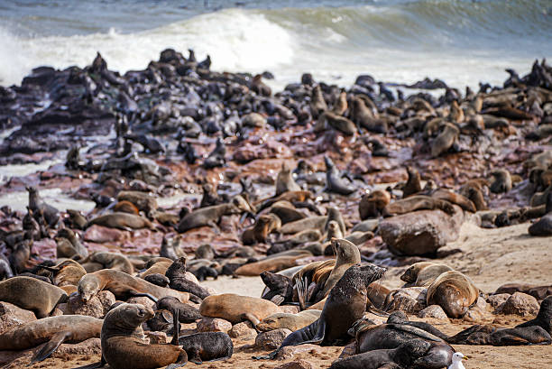 istock Massive Cape Fur Seal Colony at Cape Cross Seal Reserve, Namibia. 2225071917