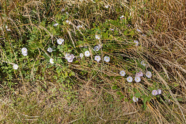 Blooming hedge bindweed in an uncut grassy verge. Although their flowers are beautiful, bindweeds are often considered weeds by gardeners due to their ability to spread rapidly and their resistance to control. The photo was taken in Asnæs, a popular day trip destination about 1½ hours from Copenhagen.