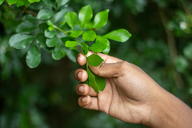 istock A man is holding green leaves with his hands and a blurred background 2225073104