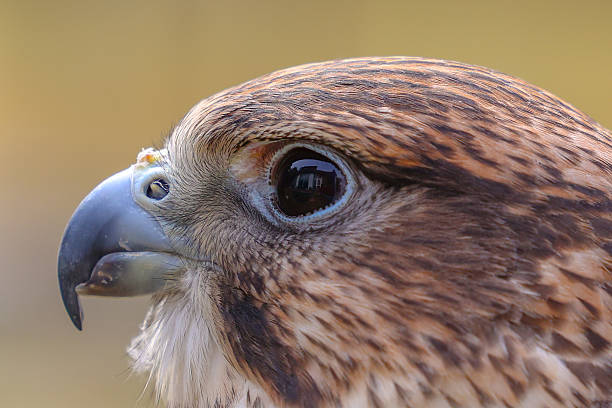Portrait of a Saker Falcon