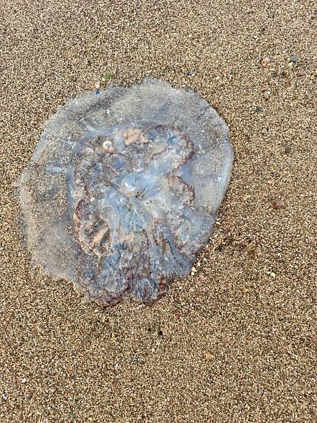 “Natures Drift Jellyfish Touches Land”