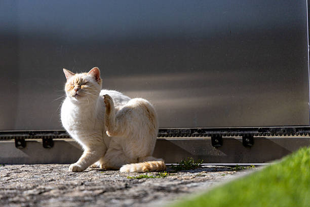 A white cat enjoys a scratch on a sunlit stone patio, basking in warmth.