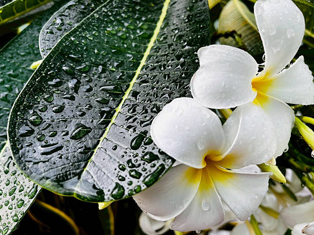 Water drops on leaves and flowers