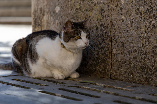 Calm Cat Resting on Stone Surface by Weathered Wall in Urban Setting