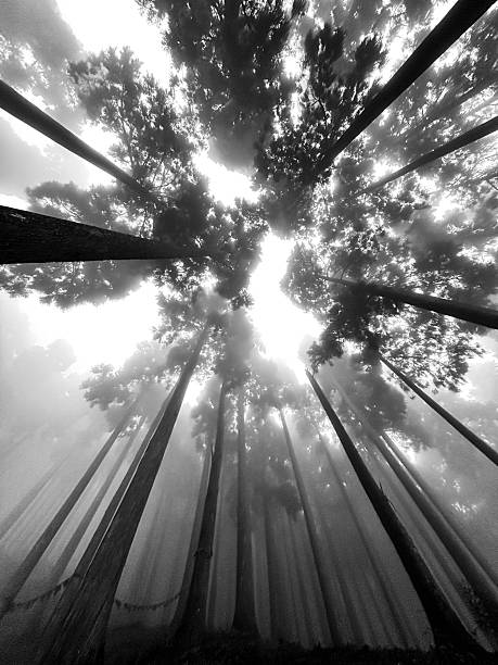 Pine forest of Lamahatta Darjeeling
