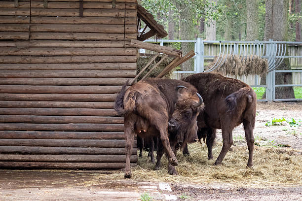 Portrait of a Bison at the Zoo.