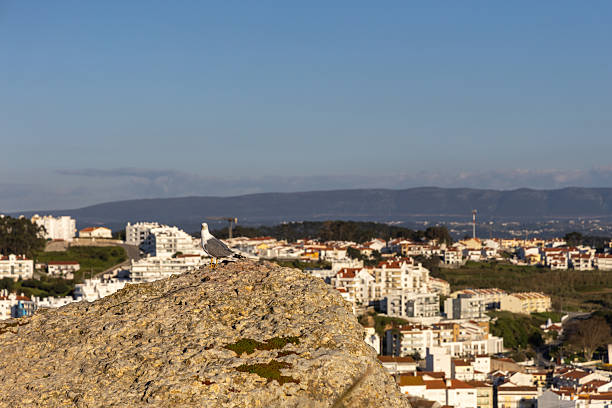 Seagull Perched on Summit Overlooking Scenic Coastal City at Dusk