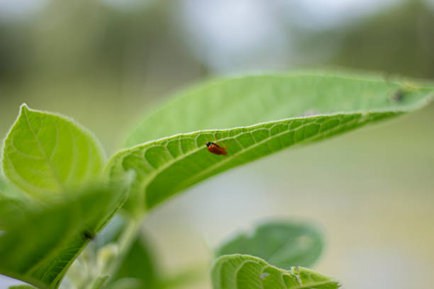 Ladybird larva turns into an adult, pupating on a peppermint leaf in a summer green garden. Transformation into another state, transition to a new level.