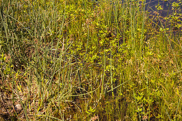 an image of some reeds growing out of the water at the lakes edge