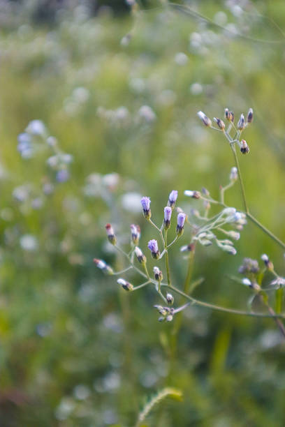 unique small grass flowers close up, nature photography