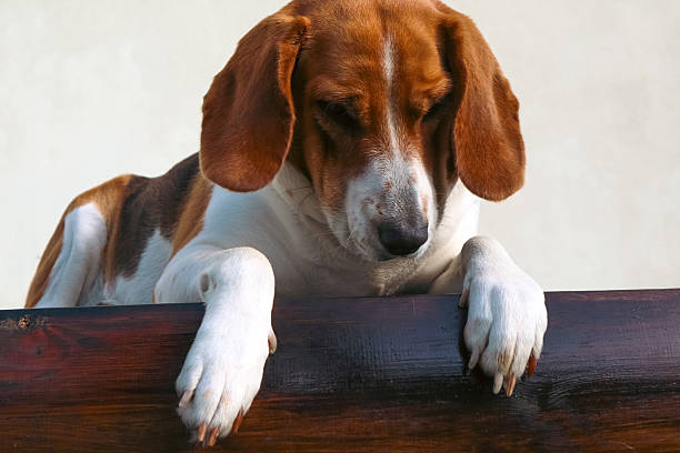 istock Beagle lying on a Bench. Sad and bored looking laying down Beagle. A Beagle dog is captured in a funny position 2225079620
