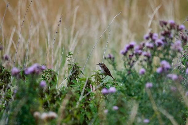 istock sedge warbler bird perched in grasses 2225079818
