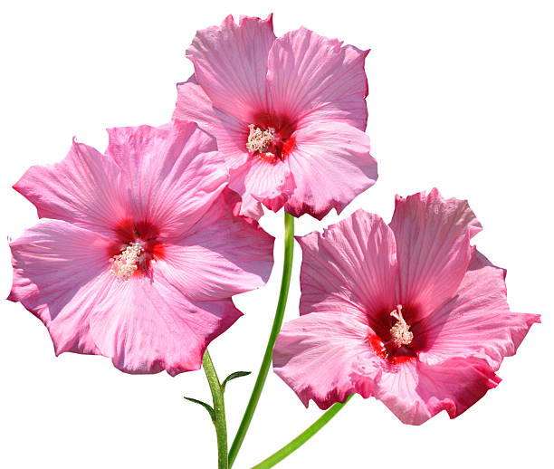 Pink hardy hibiscus flower branches isolate white