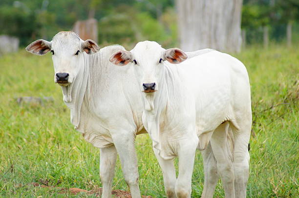 istock Pair of young bulls 2225084048