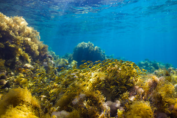 istock Life in the shallows 2225085668