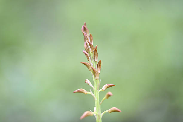 A close-up of a potato orchid's flower buds and young sprouting stem, captured in a forest habitat.