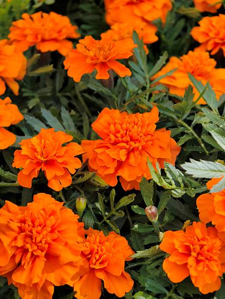 istock Vibrant cluster of orange marigolds 2225086357