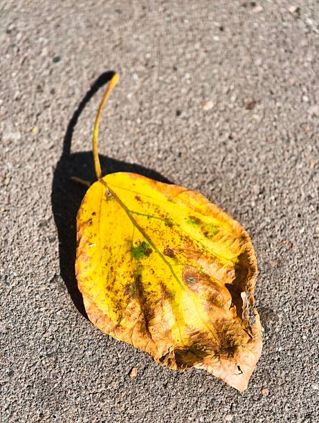 Vibrant yellow and brown autumn leaf on a textured surface