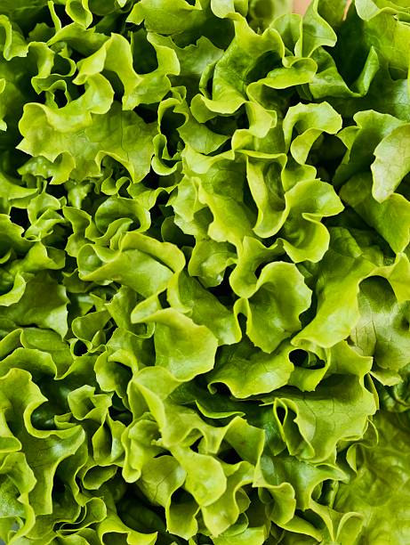 Close-up view of fresh, green, leafy lettuce