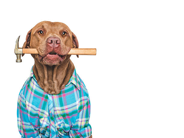 istock Cute dog, blue shirt and hammer. Studio shot 2225087591