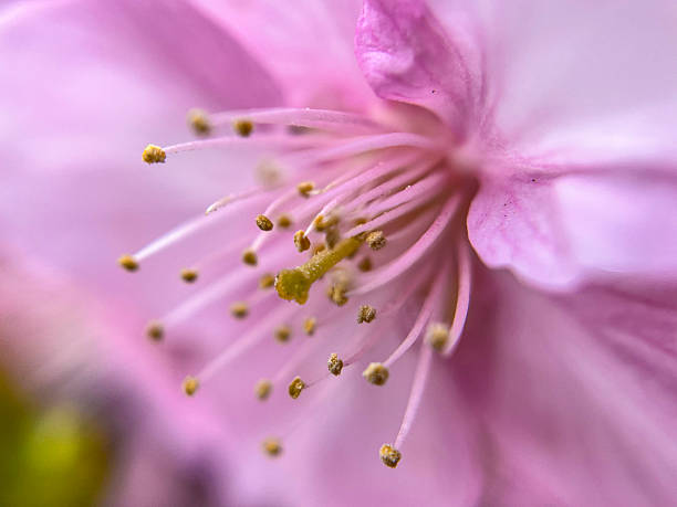 Macro photography of cherry blossoms, buds, shoots, Kawazu cherry blossoms