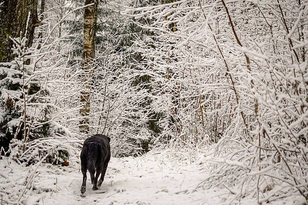 istock Black dog running in winter snow 2225087869