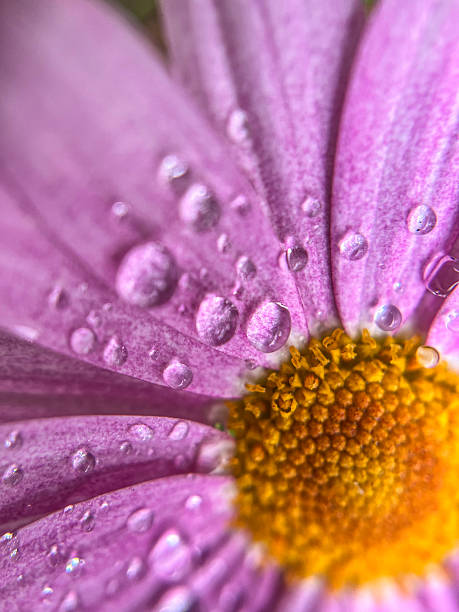 istock Close-up of a pink gerbera daisy wet with rain 2225087896