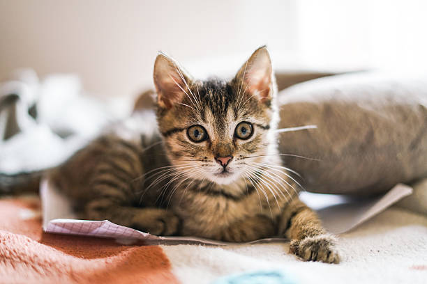 istock Adorable grey kitten on the bed. 2225090722