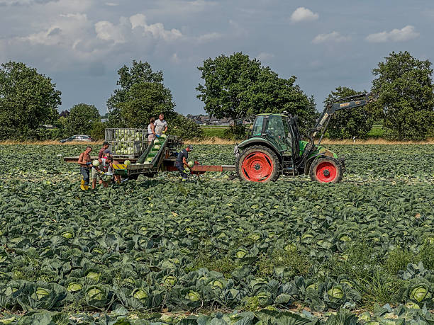 Harvest workers harvesting savoy cabbage on the Lower Rhine, Germany.
