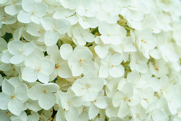 istock Hydragea Flower Close-Up Petal Botany 2225093764