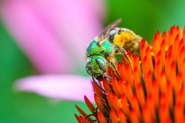 Metallic green sweat bee (Agapostemon) collecting pollen on the spiky orange cone of a purple coneflower (Echinacea purpurea), captured in vivid macro detail.