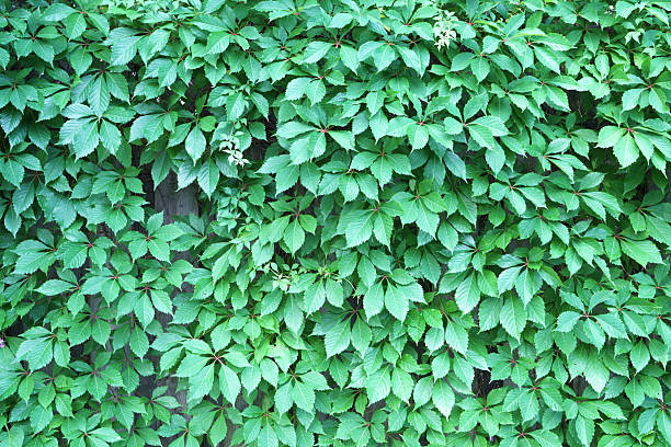 Dense green foliage of Virginia creeper (Parthenocissus quinquefolia), a vigorous climbing vine with characteristic five-lobed leaflets covering a vertical surface.