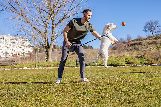 istock Young man playing with jumping dog in the park 2225094075