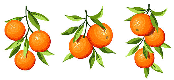 1,100+ Clementine Stock Illustrations, Royalty-Free Vector