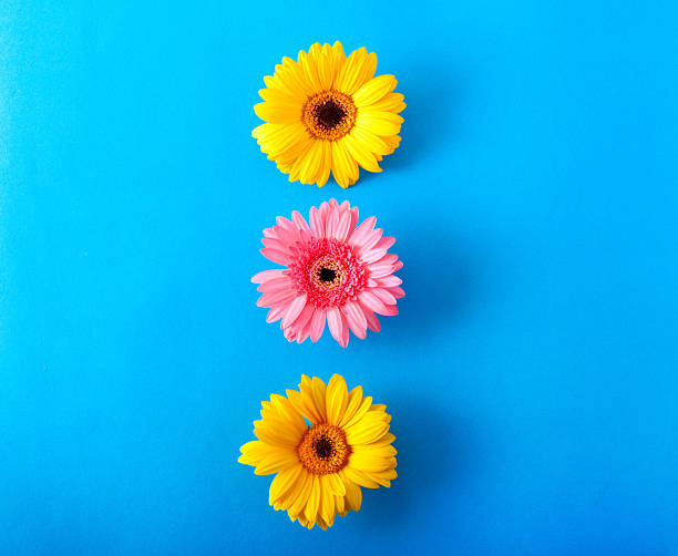 Close-up of a daisy flower head. Focus stacking photography technique with fifteen photographs.