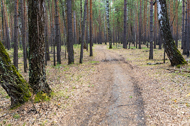 istock a trail in the autumn forest stretching into the distance 2225095767