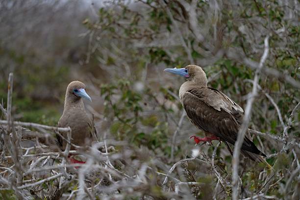 istock Two red-footed boobies perched among branches in a natural habitat. 2225098632