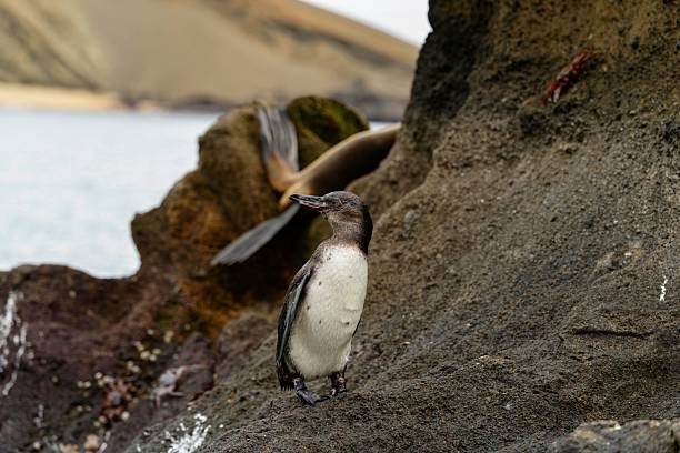 A penguin stands on rocky terrain by the water with a blurred seal in the background, showcasing wildlife in its natural habitat.