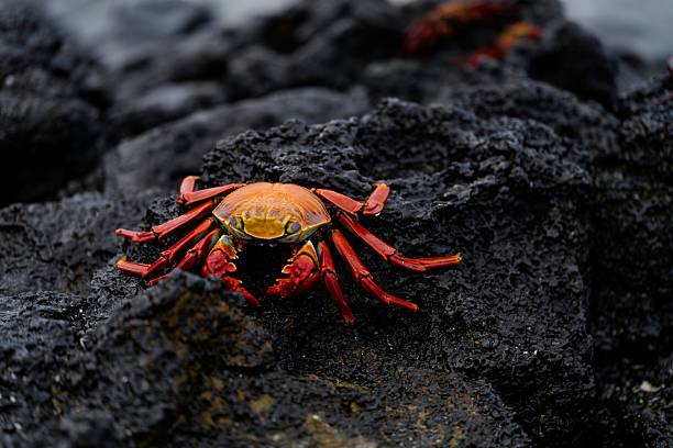 A vibrant red crab on dark volcanic rocks in the Galapagos Islands.