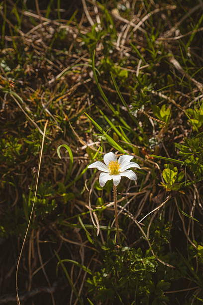A lone white flower emerges from a tapestry of grass and small green plants, its pristine petals gently unfurling to reveal golden-yellow stamens at the center. The sharp focus on the bloom accentuates its delicate structure and subtle veins, creating a striking contrast against the darker, more chaotic backdrop of blades and foliage. This image captures the quiet elegance of a single blossom thriving amid nature’s subtle wildness, inviting viewers to appreciate both its simplicity and the intricate details that make it uniquely beautiful.