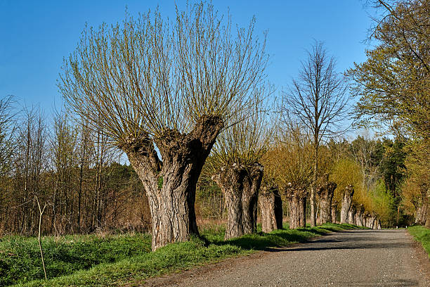 Willow trees growing along a gravel road in spring, Poland
