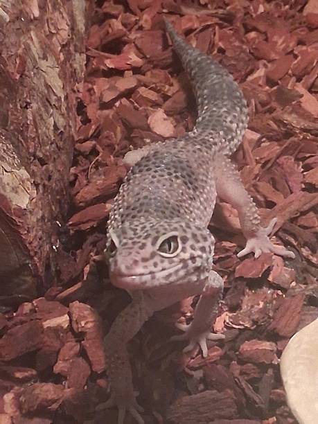 istock Face of gecko 2225099330