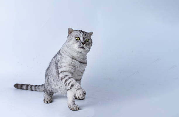 istock American Shorthair 2225100349