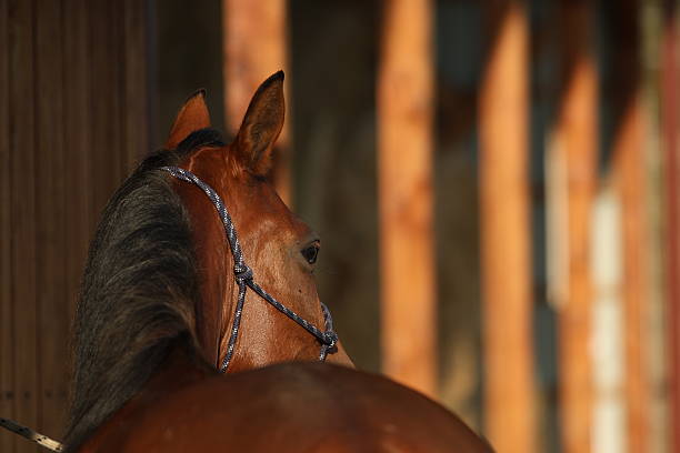 Bay horse patiently waiting in front of the stable