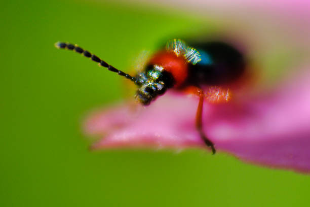Macro photography flowers and insect in nature