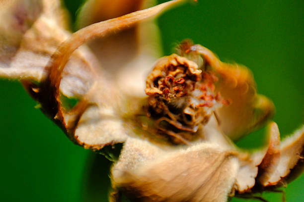 Macro photography flowers and insect in nature