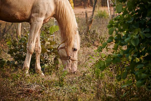 Young white horse eating grass from a field. Purebred stallion.