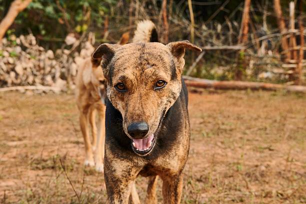 istock Smiling brown dog on a dirt path. 2225102563