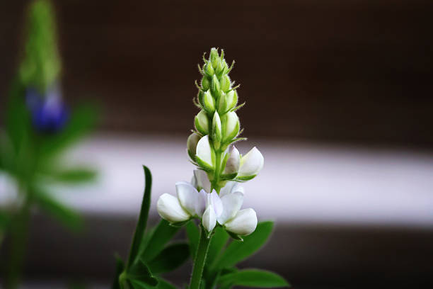Close up of blue lupin flower petals with shallow depth of field